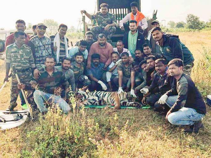 T-13 tigress jailed for killing woman; Caught in forest by rescue team in 3 days | शेळीचा बळी अन् वाघीण अडकली; महिलेचा बळी घेणारी टी- १३ वाघीण जेरबंद T-13 tigress jailed for killing woman; Caught in forest by rescue team in 3 days | शेळीचा बळी अन् वाघीण अडकली; महिलेचा बळी घेणारी टी- १३ वाघीण जेरबंद