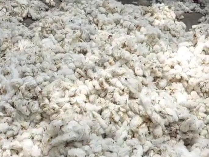 Self-respecting farmers' organizations are aggressive on the issue of cotton | कापसाच्या प्रश्नावर स्वाभिमानी शेतकरी संघटना आक्रमक Self-respecting farmers' organizations are aggressive on the issue of cotton | कापसाच्या प्रश्नावर स्वाभिमानी शेतकरी संघटना आक्रमक