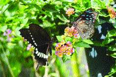 Jupiter-worldly creatures ... | जपू-जोपासू सृष्टीवैविध्य... Jupiter-worldly creatures ... | जपू-जोपासू सृष्टीवैविध्य...