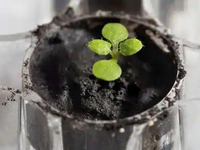 Awesome experiment! Plants grown in soil brought from the moon | Moon Soil Plant: अफलातून प्रयोग! चंद्रावरून आणलेल्या मातीत उगवले रोपटे Awesome experiment! Plants grown in soil brought from the moon | Moon Soil Plant: अफलातून प्रयोग! चंद्रावरून आणलेल्या मातीत उगवले रोपटे