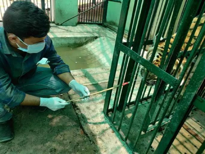 Coronavirus: 'Jaan' got cold; The doctor performed the Kerena test; RTPCR test negative | Coronavirus: 'जान' वाघिणीला सर्दी; डाॅक्टरांनी केली काेराेना चाचणी; RTPCR चाचणी निगेटिव्ह Coronavirus: 'Jaan' got cold; The doctor performed the Kerena test; RTPCR test negative | Coronavirus: 'जान' वाघिणीला सर्दी; डाॅक्टरांनी केली काेराेना चाचणी; RTPCR चाचणी निगेटिव्ह
