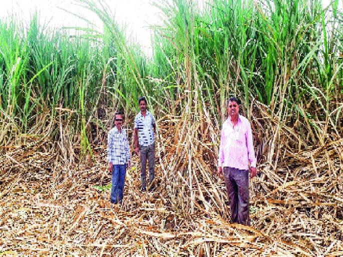 70 tons of sugarcane taken from twenty to 70 per cent, used in Bori Budruk: Profit of deduction of one and a half lakh rupees | वीस गुंठ्यांत घेतला ७० टन ऊस , बोरी बुद्रुकमध्ये प्रयोग : खर्च वजा जाता दीड लाख रुपयांचा नफा मिळणार 70 tons of sugarcane taken from twenty to 70 per cent, used in Bori Budruk: Profit of deduction of one and a half lakh rupees | वीस गुंठ्यांत घेतला ७० टन ऊस , बोरी बुद्रुकमध्ये प्रयोग : खर्च वजा जाता दीड लाख रुपयांचा नफा मिळणार