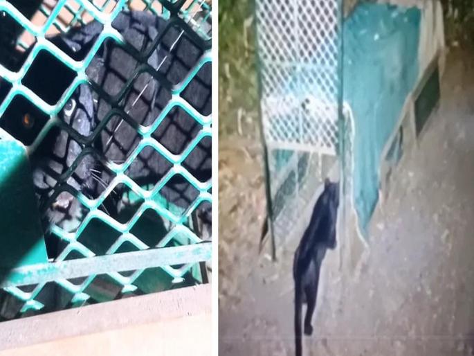 went to feed the dog and got stuck in the cage; Black panther was found for the first time in Goa | कुत्र्याला खायला गेला अन् पिंजऱ्यात अडकला; गोव्यात पहिल्यांदाच ब्लॅक पँथर सापडला went to feed the dog and got stuck in the cage; Black panther was found for the first time in Goa | कुत्र्याला खायला गेला अन् पिंजऱ्यात अडकला; गोव्यात पहिल्यांदाच ब्लॅक पँथर सापडला