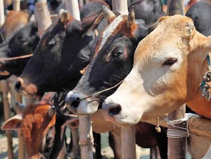 Smuggling of chickens and 24 bovine animals in trucks, smugglers arrested | एका ट्रकमध्ये कोंबली २४ गोवंशीय जनावरे, तस्करांना अटक Smuggling of chickens and 24 bovine animals in trucks, smugglers arrested | एका ट्रकमध्ये कोंबली २४ गोवंशीय जनावरे, तस्करांना अटक