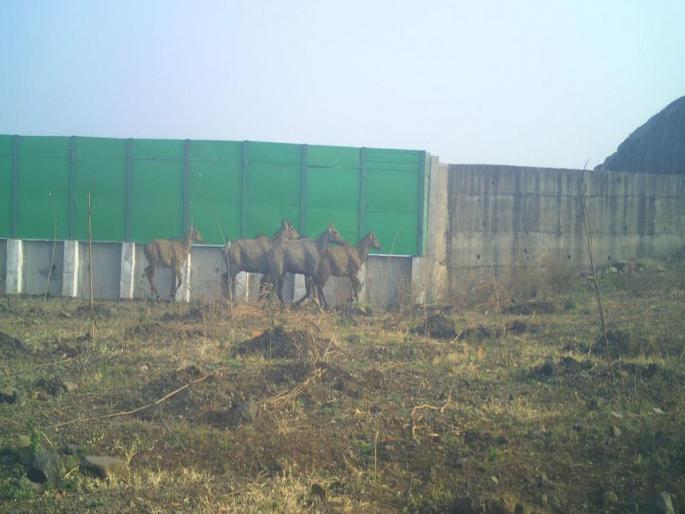 Samruddhi highway is a boon for wildlife; Underpasses and overpasses are used interchangeably | वन्यजीवांसाठी समृद्धी महामार्ग ठरतोय वरदान; अंडरपास आणि ओव्हरपासचा करताहेत वापर Samruddhi highway is a boon for wildlife; Underpasses and overpasses are used interchangeably | वन्यजीवांसाठी समृद्धी महामार्ग ठरतोय वरदान; अंडरपास आणि ओव्हरपासचा करताहेत वापर