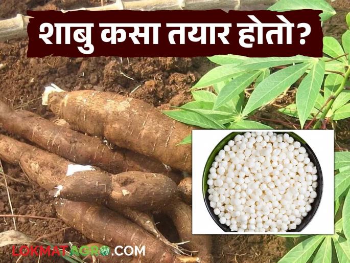 How exactly is the shabu, which we eat to break our fast, prepared? Find out in detail | आपण उपवासाला भगर करून खाल्ला जाणारा शाबु नक्की कसा तयार होतो? जाणून घ्या सविस्तर