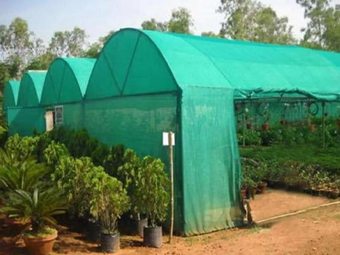 70 farmers who did not build shade nets by embezzling subsidies face a burden of Rs 6.3 crore on their farms | अनुदान लाटून शेडनेट न उभारणाऱ्या ७० शेतकऱ्यांच्या सातबाऱ्यांवर ६ कोटी ३० लाखांचा बोजा 70 farmers who did not build shade nets by embezzling subsidies face a burden of Rs 6.3 crore on their farms | अनुदान लाटून शेडनेट न उभारणाऱ्या ७० शेतकऱ्यांच्या सातबाऱ्यांवर ६ कोटी ३० लाखांचा बोजा