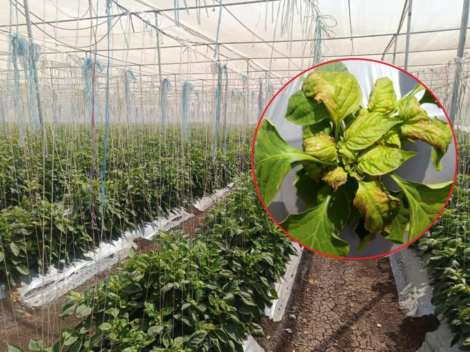 Weed killer in water tank; Capsicum crop in shade net burnt, farmer loses Rs 25 lakh | पाण्यात तणनाशक टाकले, शेडनेटमधील मिरचीचे पीक जळाले; शेतकऱ्याचे २५ लाखांचे नुकसान Weed killer in water tank; Capsicum crop in shade net burnt, farmer loses Rs 25 lakh | पाण्यात तणनाशक टाकले, शेडनेटमधील मिरचीचे पीक जळाले; शेतकऱ्याचे २५ लाखांचे नुकसान