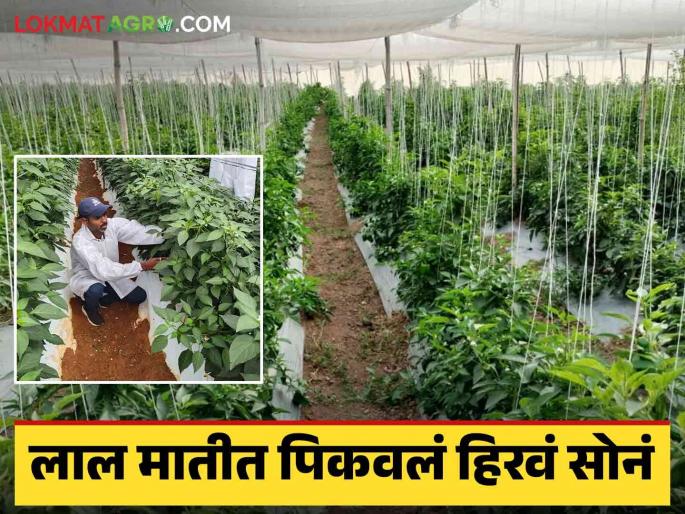 Two Polyhouses and 65 Shade net This village in Indapur taluka is known as Shade net village | दोन पॉलिहाऊस अन् ६५ शेडनेट, इंदापूर तालुक्यातील ह्या गावाला शेडनेटचं गाव म्हणून ओळख Two Polyhouses and 65 Shade net This village in Indapur taluka is known as Shade net village | दोन पॉलिहाऊस अन् ६५ शेडनेट, इंदापूर तालुक्यातील ह्या गावाला शेडनेटचं गाव म्हणून ओळख