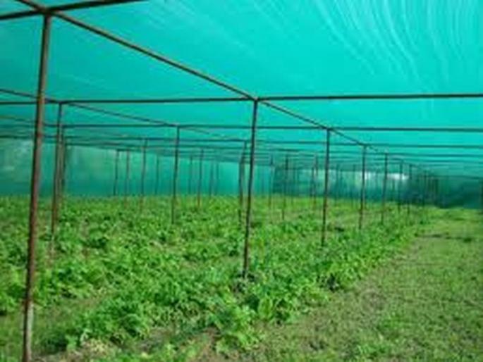 Show cause notices to farmers for the shednet grant | शेडनेट अनुदानप्रकरणी शेतकऱ्यांना कारणे दाखवा