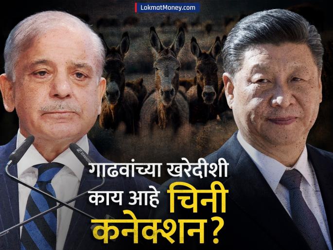 Why is India s neighboring country china buying donkeys from Pakistan What is the Chinese connection? | पाकिस्तानातून गाढवांची खरेदी का करतो भारताचा शेजारी देश? काय आहे चिनी कनेक्शन?
