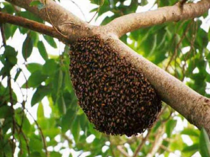 Bees attack women and children who went for Ganpati immersion, five seriously injured in Shahuwadi Taluka Kolhapur District | कोल्हापूर: गणपती विसर्जनासाठी गेलेल्या महिला व बालकांच्यावर मधमाश्यांचा हल्ला, पाचजण गंभीर जखमी