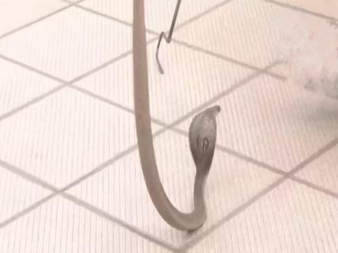 Karnatak Result: A snake suddenly entered the meeting of CM-BJP candidates; Everyone was shocked | मुख्यमंत्री-भाजपा उमेदवारांच्या बैठकीत अचानक साप शिरला; सर्वांचीच भंबेरी उडाली Karnatak Result: A snake suddenly entered the meeting of CM-BJP candidates; Everyone was shocked | मुख्यमंत्री-भाजपा उमेदवारांच्या बैठकीत अचानक साप शिरला; सर्वांचीच भंबेरी उडाली