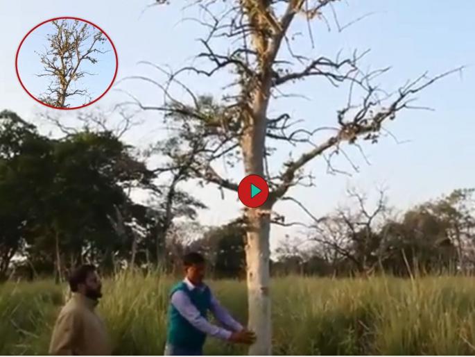 Did you see Shaking tree; Surender Mehra IFS share a video, Watch | Shaking tree : झाडालाही गुदगुदल्या होतात; विश्वास नाही बसत, मग पाहा हा व्हिडीओ Did you see Shaking tree; Surender Mehra IFS share a video, Watch | Shaking tree : झाडालाही गुदगुदल्या होतात; विश्वास नाही बसत, मग पाहा हा व्हिडीओ
