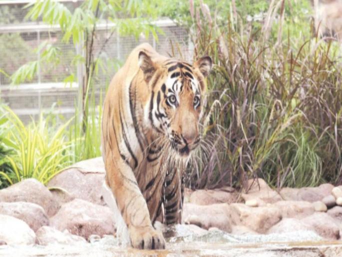 There are allegations that the administration is hiding information about the death of a Royal Bengal tiger (male) in Mumbai Rani Bagh | राणी बागेतील ‘शक्ती’चा संशयास्पद मृत्यू; काहीतरी लपवण्याचा प्रयत्न, प्राणीप्रेमींचा गंभीर आरोप