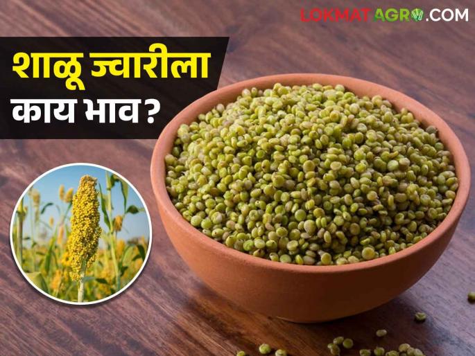 Latest News 28 may 2024 Todays Sorghum Market Price in market yards check here | Sorghum Market : कुठल्या ज्वारीला सर्वात कमी भाव मिळाला? वाचा आजचे सविस्तर बाजारभाव