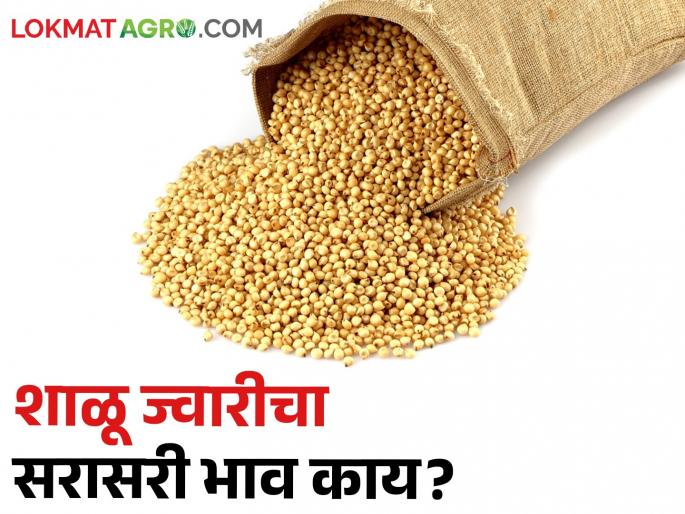 Latest News 22 april 2024 Todays Sorghum Market Price In sangli market yards | Sorghum Market : देऊळगाव राजा बाजार समितीत शाळू कडाडली, जाणून घ्या ज्वारीचे बाजारभाव 