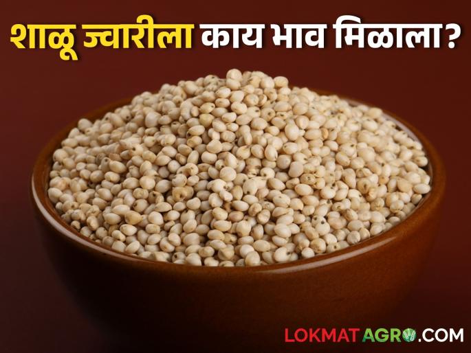 Latest news Todays shalu sorghum market Price down in maharashtra market yards | Sorghum Market : शाळू ज्वारीच्या बाजारभावात घसरण, आज कुठे-काय भाव मिळाला?  Latest news Todays shalu sorghum market Price down in maharashtra market yards | Sorghum Market : शाळू ज्वारीच्या बाजारभावात घसरण, आज कुठे-काय भाव मिळाला?