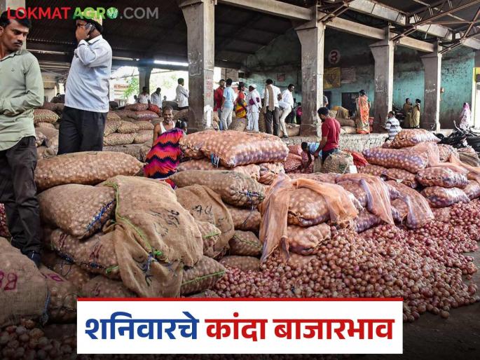 Latest news kanda bajar bhav todays unhal kanda market price see market wise | Kanda Bajar Bhav : कांदा बाजारात सुधारणा नाहीच, बाजार समितीनिहाय काय दर मिळतोय?  Latest news kanda bajar bhav todays unhal kanda market price see market wise | Kanda Bajar Bhav : कांदा बाजारात सुधारणा नाहीच, बाजार समितीनिहाय काय दर मिळतोय?