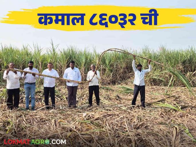Latwade farmer Shankar Patil made a new record of 55 internodes in single sugarcane read in detail | लाटवडेच्या शंकर पाटलांनी ऊस शेतीत केला ५५ कांड्याच्या उसाचा नवा रेकॉर्ड.. वाचा सविस्तर