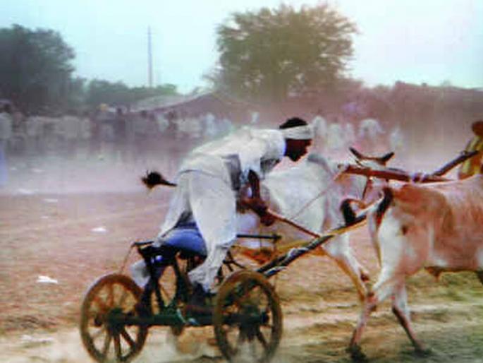Striking action on the illegal race of bulls | बैलांच्या बेकायदा शर्यतीवर धडक कारवाई Striking action on the illegal race of bulls | बैलांच्या बेकायदा शर्यतीवर धडक कारवाई