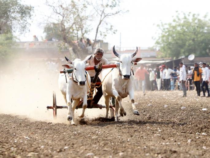 The thrill of Shankarpata in Savargaon, 189 bullocks participated | सावरगावात रंगला शंकरपटाचा थरार; १८९ बैलजाेड्या सहभागी The thrill of Shankarpata in Savargaon, 189 bullocks participated | सावरगावात रंगला शंकरपटाचा थरार; १८९ बैलजाेड्या सहभागी