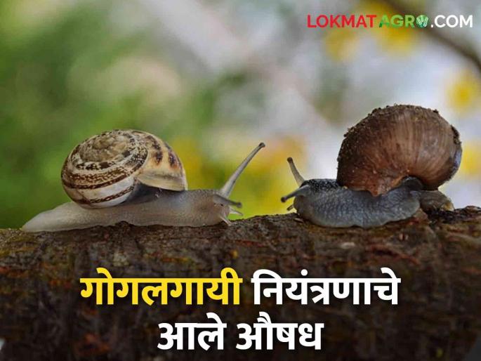 Don't worry, Agriculture Department has 4000 kg stock of pesticides available for snail control | चिंता नाही, गोगलगाय नियंत्रणासाठी ४ हजार किलो कीटकनाशक साठा कृषी विभागाकडे उपलब्ध Don't worry, Agriculture Department has 4000 kg stock of pesticides available for snail control | चिंता नाही, गोगलगाय नियंत्रणासाठी ४ हजार किलो कीटकनाशक साठा कृषी विभागाकडे उपलब्ध