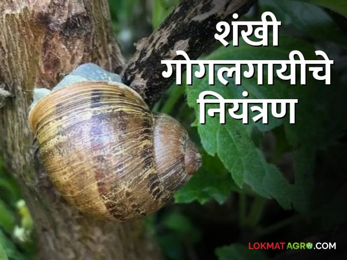 Conch Snail Cantrol An easy way to control conch snails | Conch Snail Control शंखी गोगलगायीचे नियंत्रण करण्याची सोपी पध्दत