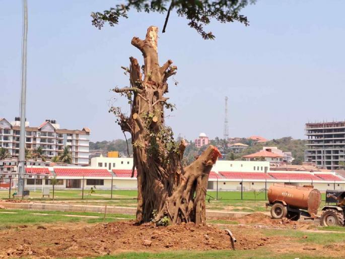 Migration of 'that' banyan tree from Santinez to Kampala; Smart city administration will take care of the tree | सांतीनेझ येथील 'त्या' वटवृक्षाचे कांपाल येथे स्थलांतर; स्मार्ट सिटी प्रशासन घेणार झाडाची काळजी Migration of 'that' banyan tree from Santinez to Kampala; Smart city administration will take care of the tree | सांतीनेझ येथील 'त्या' वटवृक्षाचे कांपाल येथे स्थलांतर; स्मार्ट सिटी प्रशासन घेणार झाडाची काळजी