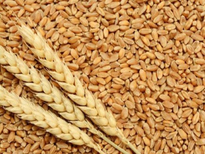 Gold price of Indian wheat due to Russia-Ukraine war; Genuine sharbati wheat at Rs. 5,000 per quintal | रशिया-युक्रेन युद्धाने भारतीय गव्हाला सोन्याचा भाव; अस्सल शरबती गहू ५ हजार रुपये क्विंटलवर Gold price of Indian wheat due to Russia-Ukraine war; Genuine sharbati wheat at Rs. 5,000 per quintal | रशिया-युक्रेन युद्धाने भारतीय गव्हाला सोन्याचा भाव; अस्सल शरबती गहू ५ हजार रुपये क्विंटलवर