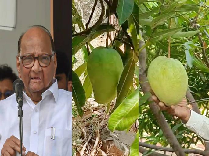 sharad mango maharashtra marathi farmer biggest achievement 1 mango weighing 3 kg and named after sharad pawar | मराठमोळ्या शेतकऱ्याची कमाल, १ आंबा अन् वजन तब्बल ३ किलो; दिले चक्क शरद पवारांचे नाव!