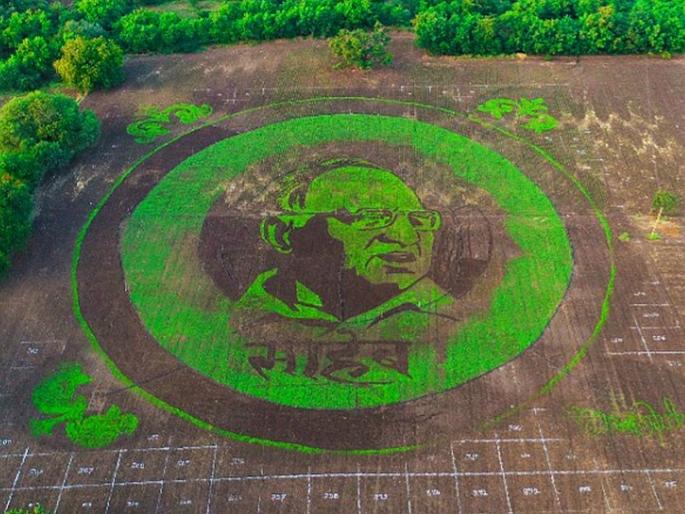 Image of Sharad Pawar grafted by six hundred kilograms of seed on an area of 4.5 acres | साडेचार एकर क्षेत्रावर सहाशे किलो बियाण्याद्वारे साकारली शरद पवार यांची प्रतिमा
