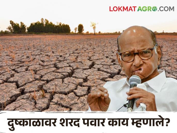 Latest News Drought situation critical in 40 talukas of states says Sharad Pawar | Sharad Pawar : राज्यात पाणी नाही, चारा नाही, शरद पवार यांनी सरकारकडे 'काय' मागणी केली?