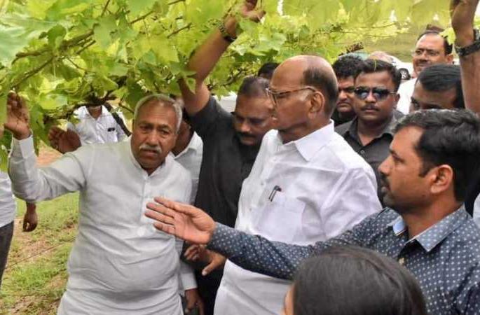 Sharad Pawar: A leader who brought about radical change in the field of agriculture | शरद पवार : कृषी क्षेत्रात आमूलाग्र बदल घडवणारा नेता Sharad Pawar: A leader who brought about radical change in the field of agriculture | शरद पवार : कृषी क्षेत्रात आमूलाग्र बदल घडवणारा नेता