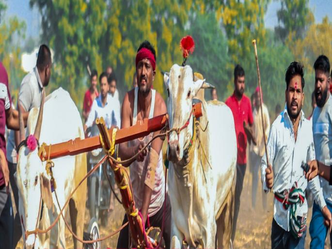 bullocks were beaten with sticks and battery shocked during bullock cart races In Tasgaon and Palus taluka sangli | Sangli: बैलांना बॅटरीचा शॉक, लाठ्यांनी मारहाण; शर्यतींमधील छळसत्र सुरूच; तासगाव तालुक्यातील प्रकार