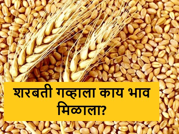 Latest News 08 april 2024 todays Wheat Market In maharashtra market yards | Wheat Market : बाजारात लोकल आणि शरबती गव्हाचा दबदबा, आज कुठे-काय मिळाला दर Latest News 08 april 2024 todays Wheat Market In maharashtra market yards | Wheat Market : बाजारात लोकल आणि शरबती गव्हाचा दबदबा, आज कुठे-काय मिळाला दर