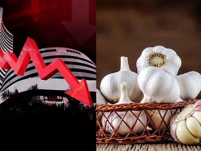 Garlic prices plummet like the stock market! From 400 to 100; Red chilli prices fall by 40 percent | शेअर बाजारासारखी लसणाचीही घसरगुंडी! ४०० वरून १०० वर; लाल मिरची ४० टक्क्यांनी घटली Garlic prices plummet like the stock market! From 400 to 100; Red chilli prices fall by 40 percent | शेअर बाजारासारखी लसणाचीही घसरगुंडी! ४०० वरून १०० वर; लाल मिरची ४० टक्क्यांनी घटली