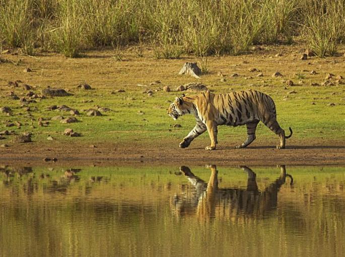 1,250 cameras to be installed at Tadoba Tiger Reserve; The number of tigers will be known | ताडोबा व्याघ्र प्रकल्पात बसविणार १,२५० कॅमेरे; वाघांची संख्या कळणार 1,250 cameras to be installed at Tadoba Tiger Reserve; The number of tigers will be known | ताडोबा व्याघ्र प्रकल्पात बसविणार १,२५० कॅमेरे; वाघांची संख्या कळणार