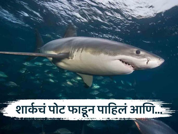 Fishermen found dead body of woman in shark stomach in Indonesia | धक्कादायक! मच्छिमारांच्या हाती लागली एक शार्क, पोट फाडून आत पाहिल्यावर दिसलं असं काही... Fishermen found dead body of woman in shark stomach in Indonesia | धक्कादायक! मच्छिमारांच्या हाती लागली एक शार्क, पोट फाडून आत पाहिल्यावर दिसलं असं काही...