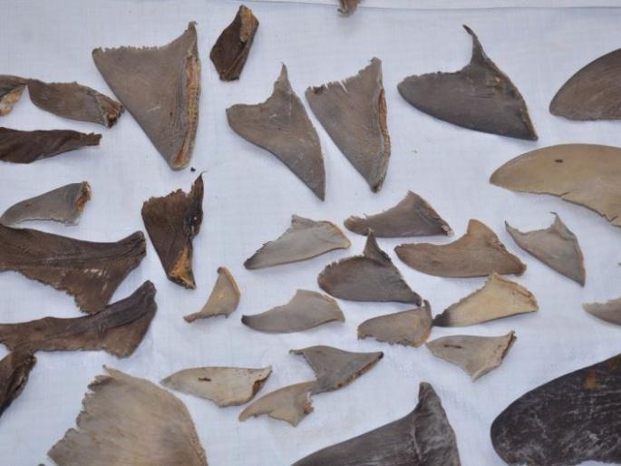 Mumbai : 8,000 kg shark fins worth Rs 45 crore seized, four arrested | धक्कादायक! फिन सूपसाठी त्यांनी केली 20 हजार शार्क माशांची शिकार Mumbai : 8,000 kg shark fins worth Rs 45 crore seized, four arrested | धक्कादायक! फिन सूपसाठी त्यांनी केली 20 हजार शार्क माशांची शिकार