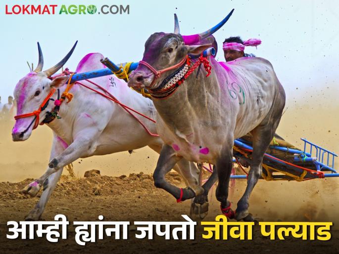 Temperature at forty degrees; And the stream of sweat in the body of the bulls but the wind of the race in our body | चाळीस अंशांवर पारा; अन् बैलांच्या अंगात घामाच्या धारा घुमतोय शर्यतीचा वारा Temperature at forty degrees; And the stream of sweat in the body of the bulls but the wind of the race in our body | चाळीस अंशांवर पारा; अन् बैलांच्या अंगात घामाच्या धारा घुमतोय शर्यतीचा वारा