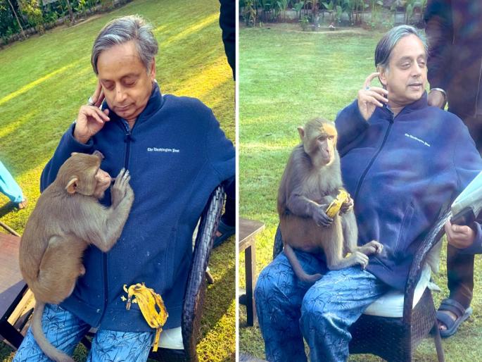 Shashi Tharoor Unexpected Monkey Encounter In His Garden Congress Mp Shared Photos On Social Media Viral News  | माकड आलं अन् थेट शशी थरूर यांच्या मांडीवर जाऊन बसलं, मग काय घडलं? Shashi Tharoor Unexpected Monkey Encounter In His Garden Congress Mp Shared Photos On Social Media Viral News  | माकड आलं अन् थेट शशी थरूर यांच्या मांडीवर जाऊन बसलं, मग काय घडलं?