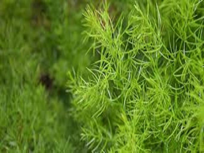 ... and 'Shatavari' made billionaire | ...अन् ‘शतावरी’ने केले लखपती ... and 'Shatavari' made billionaire | ...अन् ‘शतावरी’ने केले लखपती