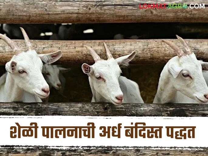 Latest News Goat Farming Is semi-enclosed method of goat farming beneficial or detrimental Read in detail | Goat Farming : शेळी पालनाची अर्ध बंदिस्त पद्धत फायद्याची की तोट्याची? वाचा सविस्तर 