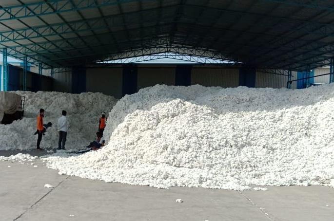 Cotton purchase will be stopped in non-shed centers! | ‘शेड’ नसलेल्या केंद्रात कापूस खरेदी बंद होणार! Cotton purchase will be stopped in non-shed centers! | ‘शेड’ नसलेल्या केंद्रात कापूस खरेदी बंद होणार!