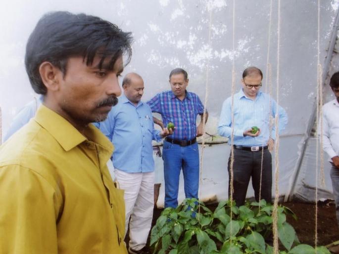 Collector Shadenet survey | जिल्हाधिका-यांनी केली शेडनेटची पाहणी Collector Shadenet survey | जिल्हाधिका-यांनी केली शेडनेटची पाहणी