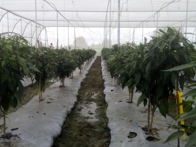 experimental farmer in Malegaon take Rs. 2.5 lakhs yield in limited land | मालेगावात प्रयोगशिल शेतकऱ्याने पिकविली १० गुंठे जमिनीत अडीच लाखांची मिर्ची experimental farmer in Malegaon take Rs. 2.5 lakhs yield in limited land | मालेगावात प्रयोगशिल शेतकऱ्याने पिकविली १० गुंठे जमिनीत अडीच लाखांची मिर्ची