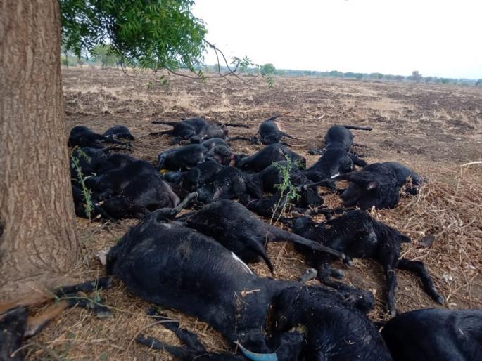Poisoned and killed 100 sheep | विषबाधा होऊन १०० मेंढ्या दगावल्या Poisoned and killed 100 sheep | विषबाधा होऊन १०० मेंढ्या दगावल्या