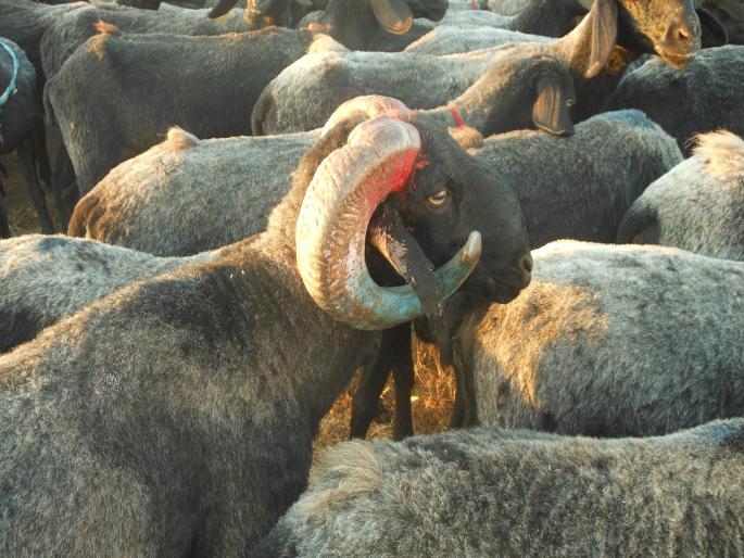 A semi compound shelter scheme for sheep will also be implemented on a pilot basis | मेंढ्यांसाठीही अर्धबंदिस्त निवारा योजना प्रायोगिक तत्वावर राबविणार A semi compound shelter scheme for sheep will also be implemented on a pilot basis | मेंढ्यांसाठीही अर्धबंदिस्त निवारा योजना प्रायोगिक तत्वावर राबविणार