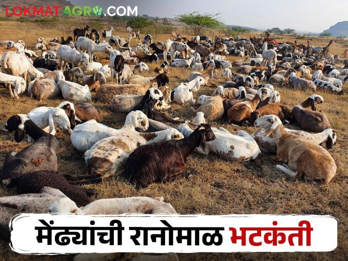A drought issue; Migration of sheep farming in the state for fodder; Where are you getting fodder? | झळा दुष्काळाच्या; मेंढ्यांसाठी प्रसिद्ध असलेल्या या तालुक्यामधील मेंढपाळांचे चाऱ्यासाठी स्थलांतर A drought issue; Migration of sheep farming in the state for fodder; Where are you getting fodder? | झळा दुष्काळाच्या; मेंढ्यांसाठी प्रसिद्ध असलेल्या या तालुक्यामधील मेंढपाळांचे चाऱ्यासाठी स्थलांतर